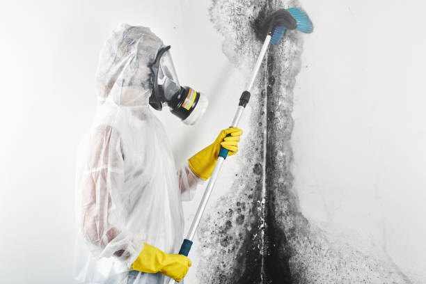 Best Basement Mold Removal  in Grand Island, NE