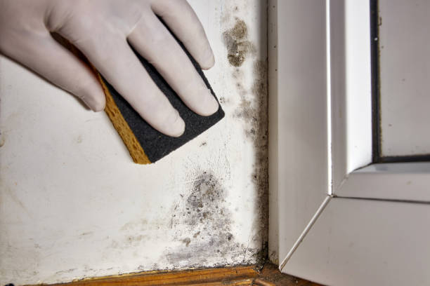 Best Water Damage & Mold Remediation  in Grand Island, NE